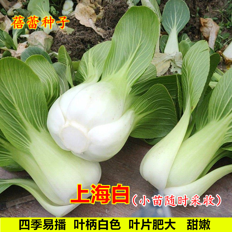 上海白种子籽鸡毛菜小白菜青梗菜油菜籽农家菜四季清江白蔬莱种孑