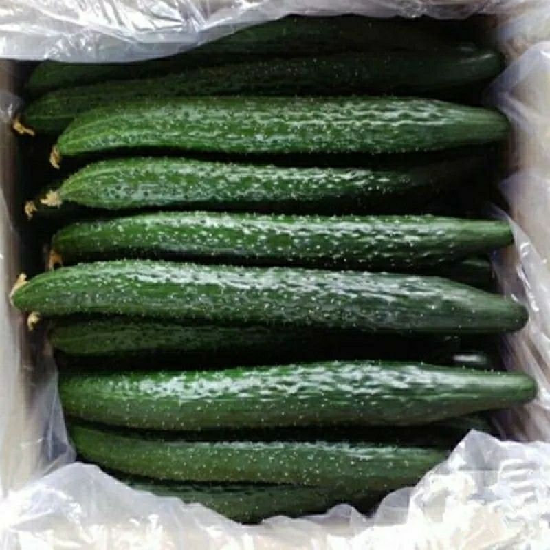现摘黄瓜带刺山东农家蔬菜新鲜生吃孕妇辅食绿瓤青瓜3斤5斤包邮