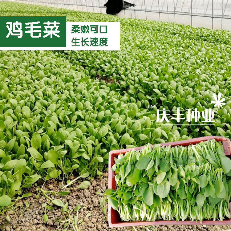 鸡毛菜种子种籽四季小白菜青菜油菜上海青阳台盆栽蔬菜菜籽孑籽种