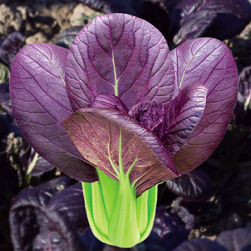 紫罗兰紫油菜种子小青菜种籽红上海青菜籽蔬菜孑菜种秋季四季籽种