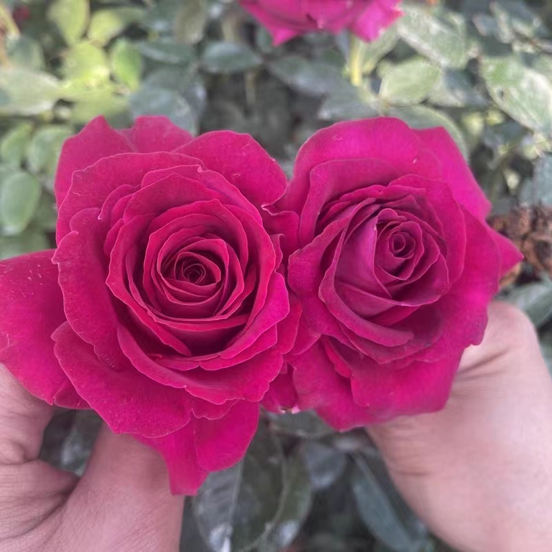 法国月季 丽滨 又叫美人丽芙超新品花园玫瑰花苗盆栽阳台月季花卉