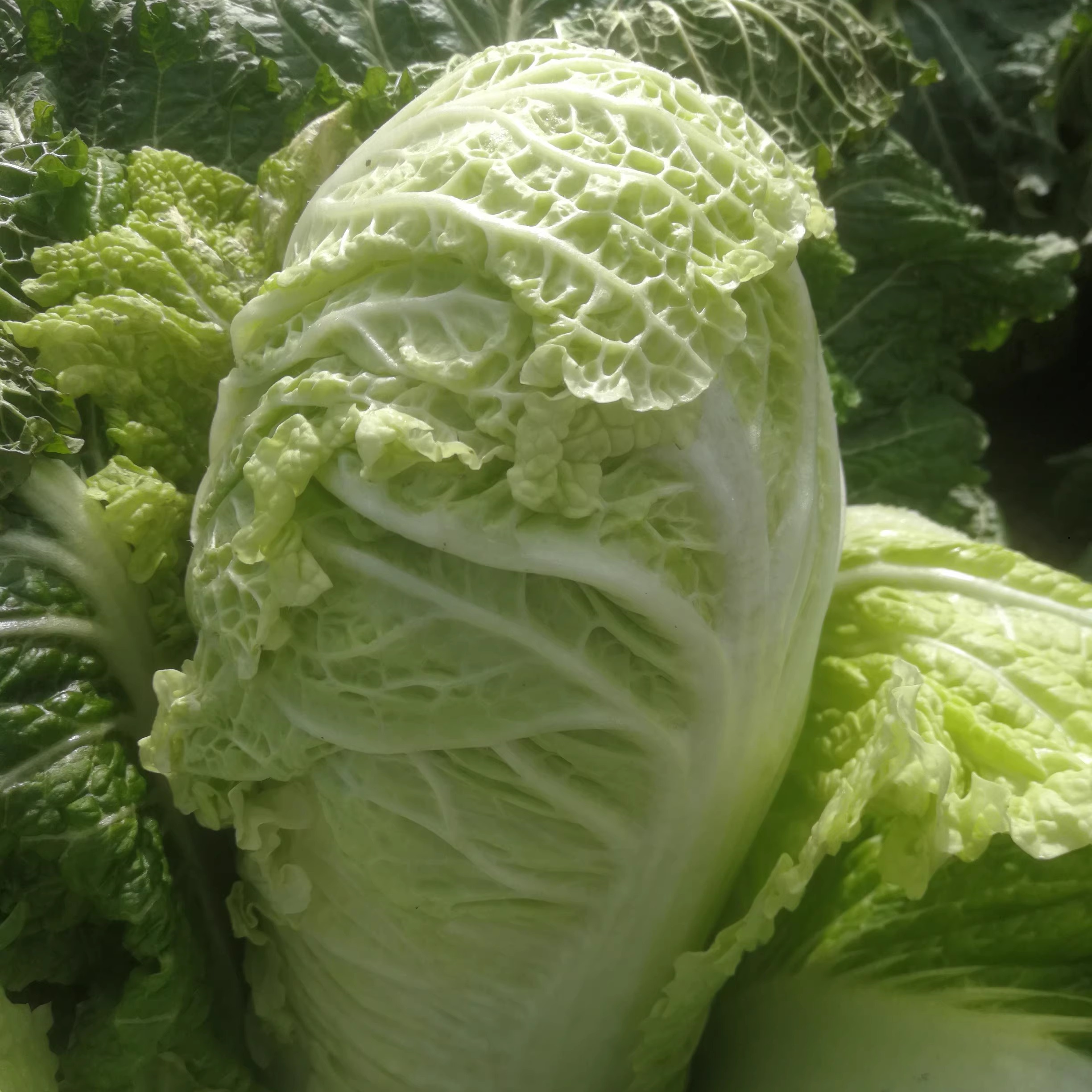 大白菜东北特产现砍现发新鲜蔬菜自家种植包心菜9～10斤装包邮