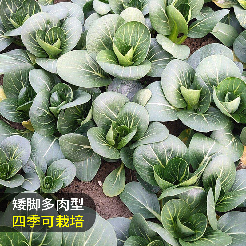 苏州青油菜种子四季南方高产小青菜种籽阳台盆栽小白菜蔬菜种孑