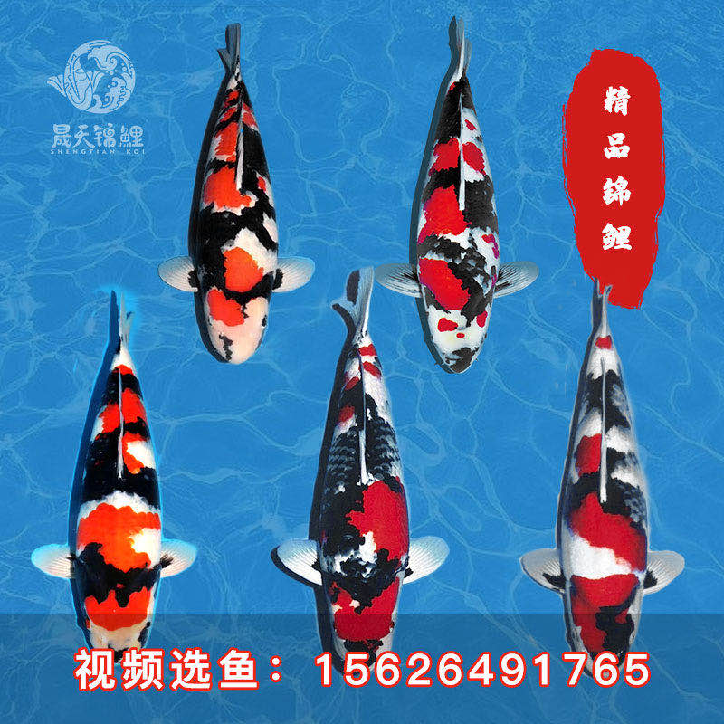 日本进口纯种锦鲤精品红白昭和丹顶招财活体鱼苗淡水观赏鱼