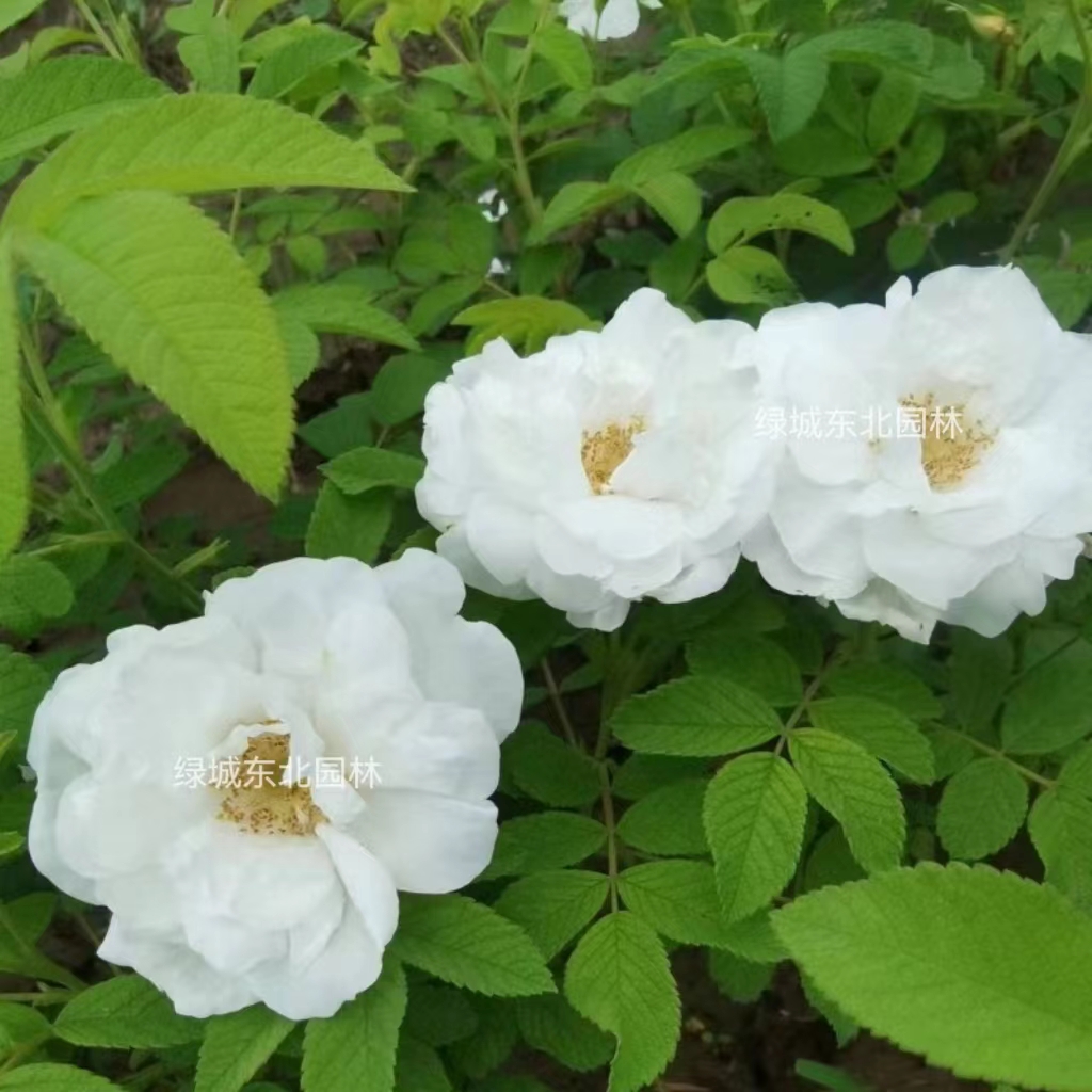 天玫瑰中国古品种寒浓香大花玫瑰可食用耐旱易成抗老中活庭院地栽