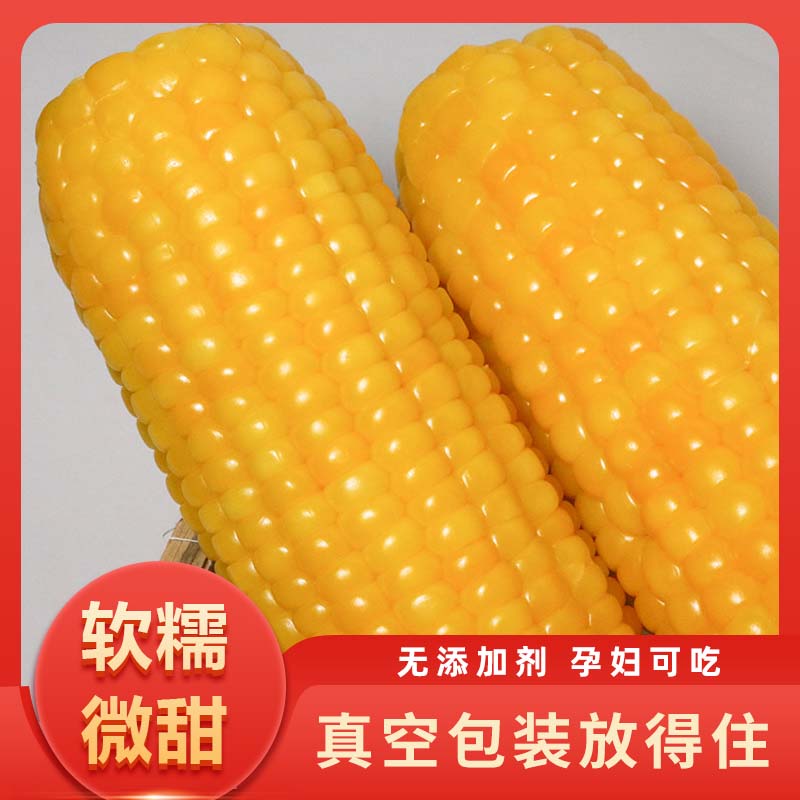 东北玉米糯玉米新鲜真空装包粘玉米段非转基因整箱