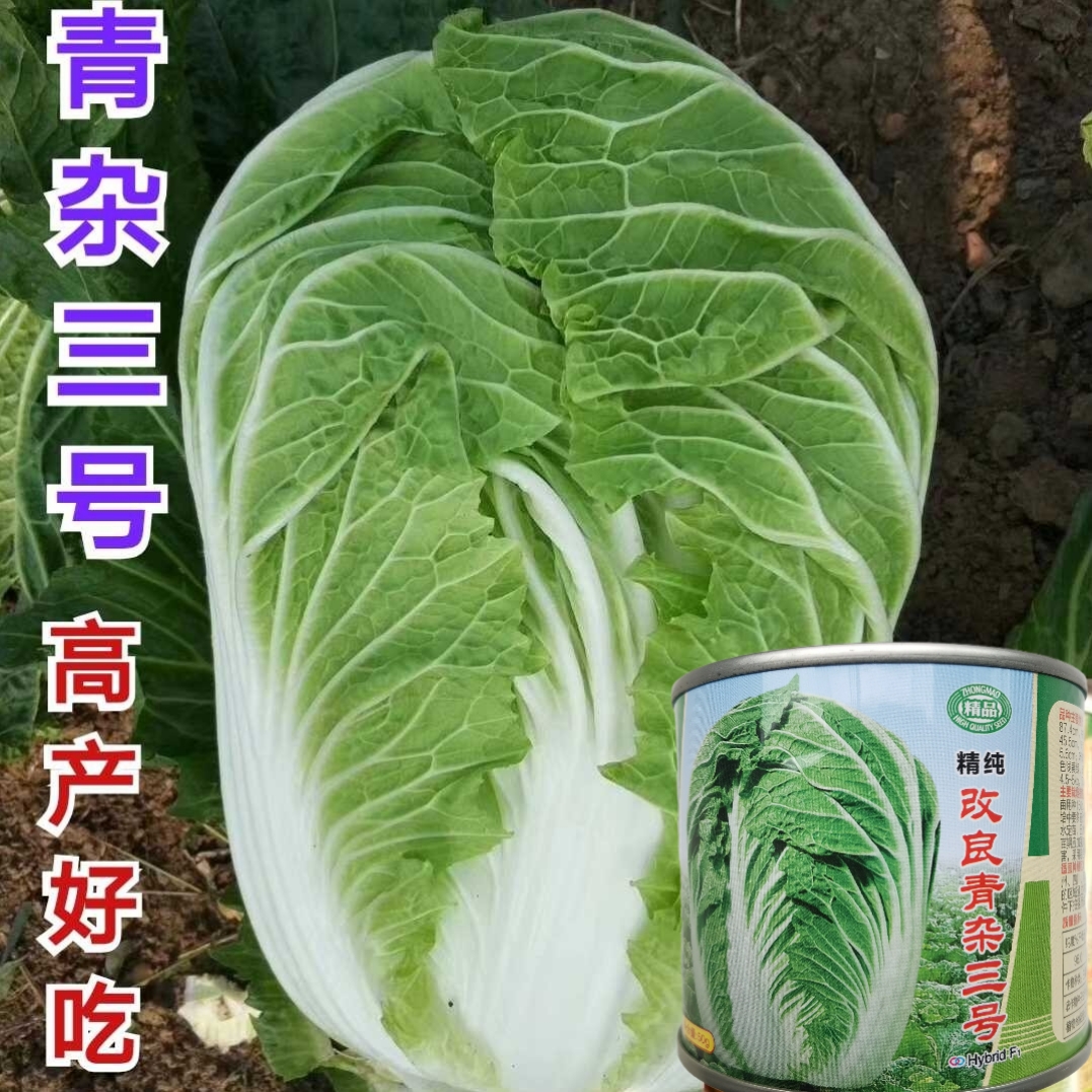 青杂三号3号大白菜种子 抗病高产耐寒秋冬季山东胶州大白菜种子籽