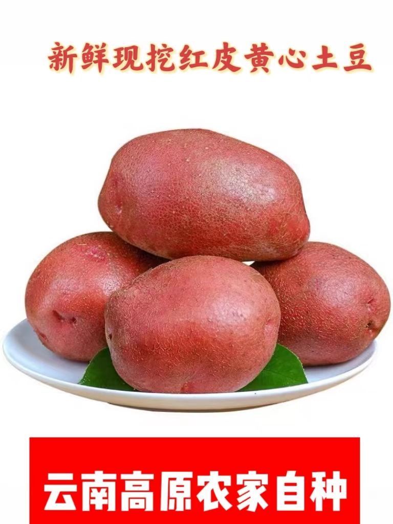 【产地直发】云南高原红皮黄心土豆新鲜现挖老品种口感粉糯