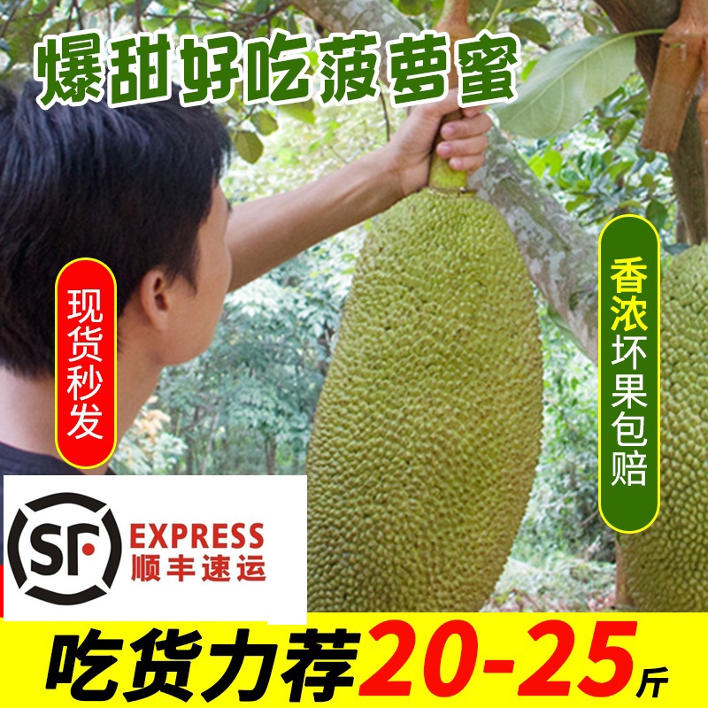 海南三亚菠萝蜜 黄肉干苞 现摘新鲜水果树菠萝15-55斤一级大果