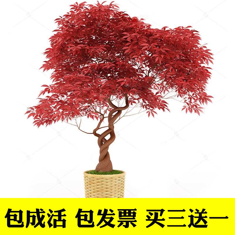 日本红枫树苗红风盆栽盆景庭院四季中国红舞姬老桩常年红植物户外