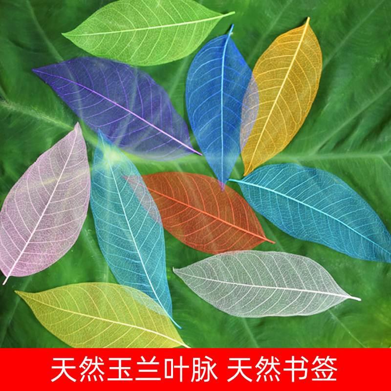 天然玉兰叶脉叶书签创意植物树叶干花标本古典中国风学生用小礼物