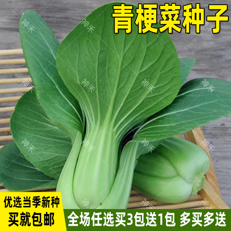 青梗菜种子油菜上海青菜种籽大全四季盆栽菜籽阳台庭院蔬菜种子孑