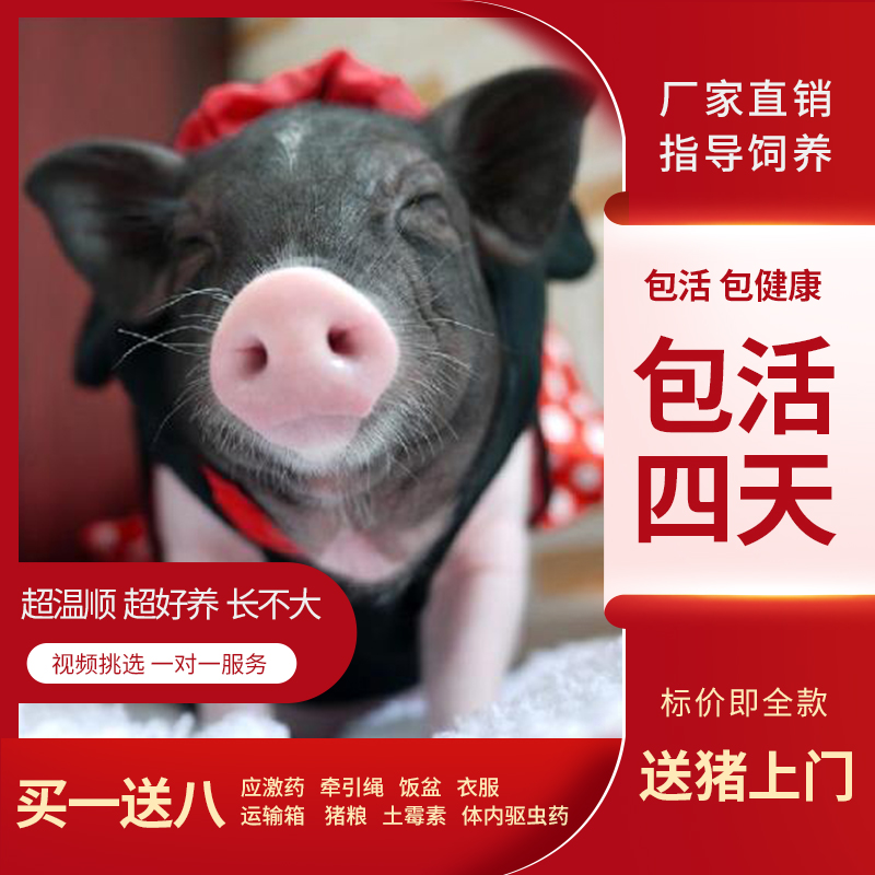小香猪宠物幼崽纯种泰国小香猪萌宠网红猪活的长不大的迷你宠物猪