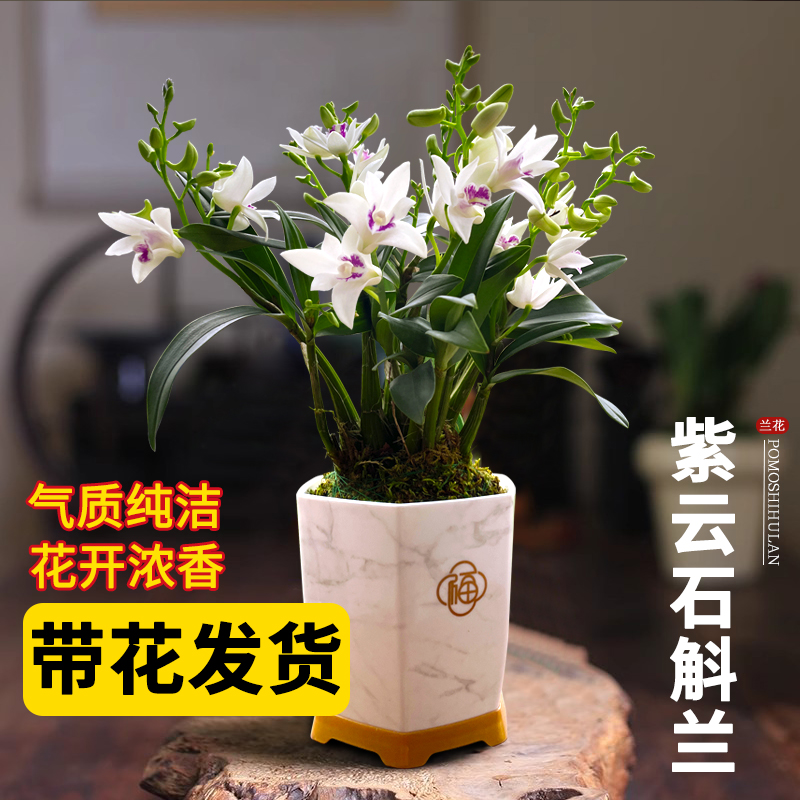 带花苞出售 紫云石斛兰花苗泼墨盆栽绿植物桌面好养花卉净化空气