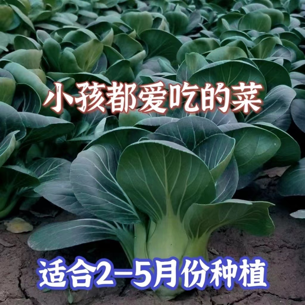 苏州青菜种矮脚青梗菜种子春季蔬菜适合2-5月份种植的苏州青蔬菜