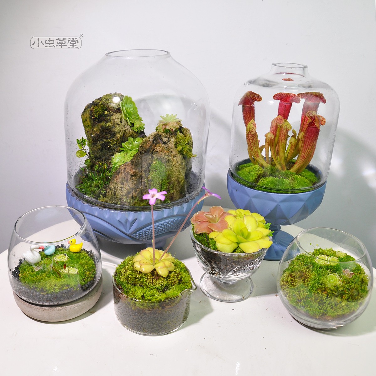 微景观闷养罐小虫草堂食虫植物捕蝇草生态瓶苔藓玻璃缸创意盆栽堇