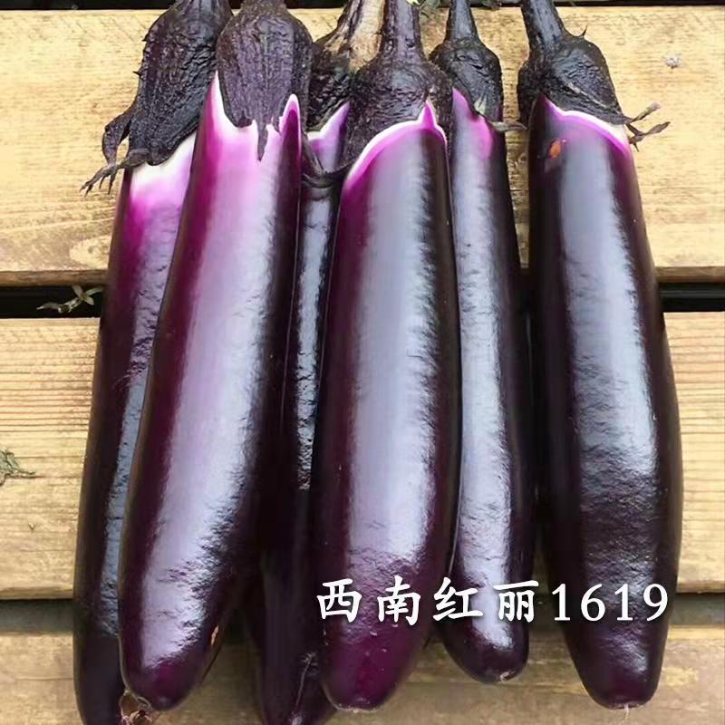 茄子新鲜蔬菜正宗山东茄子紫皮紫把长茄子蒜蓉茄子5斤非寿光蔬菜