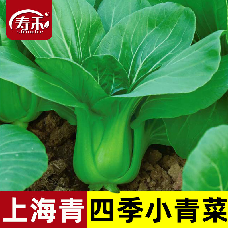 上海青小青菜四季油菜种子籽种蔬菜种籽孑冬天大全矮脚黑叶苏州青