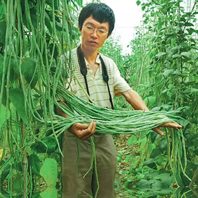 早熟长豆角种子苗高产豇豆四季豆蔬菜种籽菜籽菜种孑豆种南方籽种