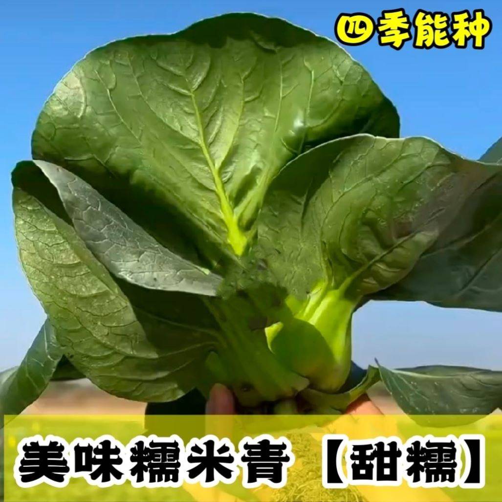 甜糯苏州青美味糯米青种子青菜籽上海青蔬菜籽四季种植盆栽大田