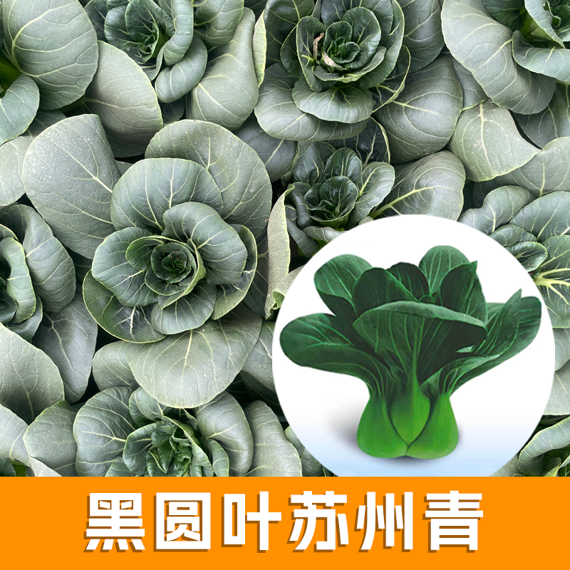 黑叶矮脚苏州青种子大全上海青油菜种籽菜籽小青菜白菜蔬菜孑青梗