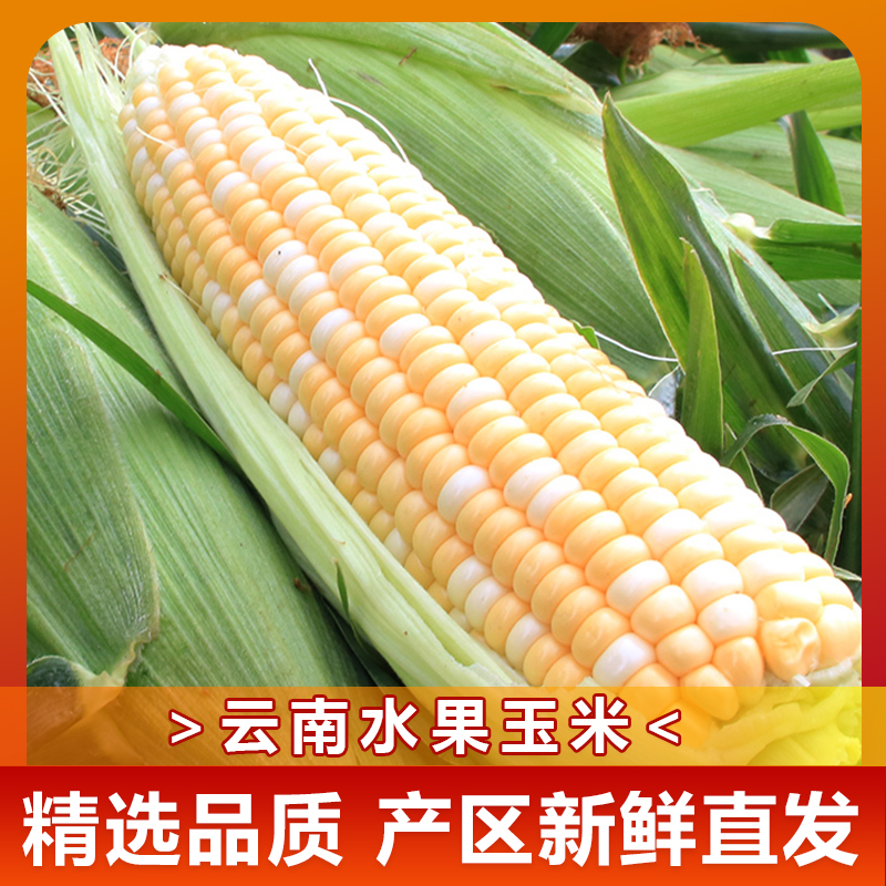 云南水果玉米新鲜甜玉米可以生吃即食现摘当季整箱5斤8斤嫩脆包谷