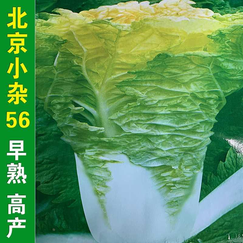 早熟56北京小杂大白菜种籽黄心白菜春夏秋冬四季高产蔬菜种孑子仔