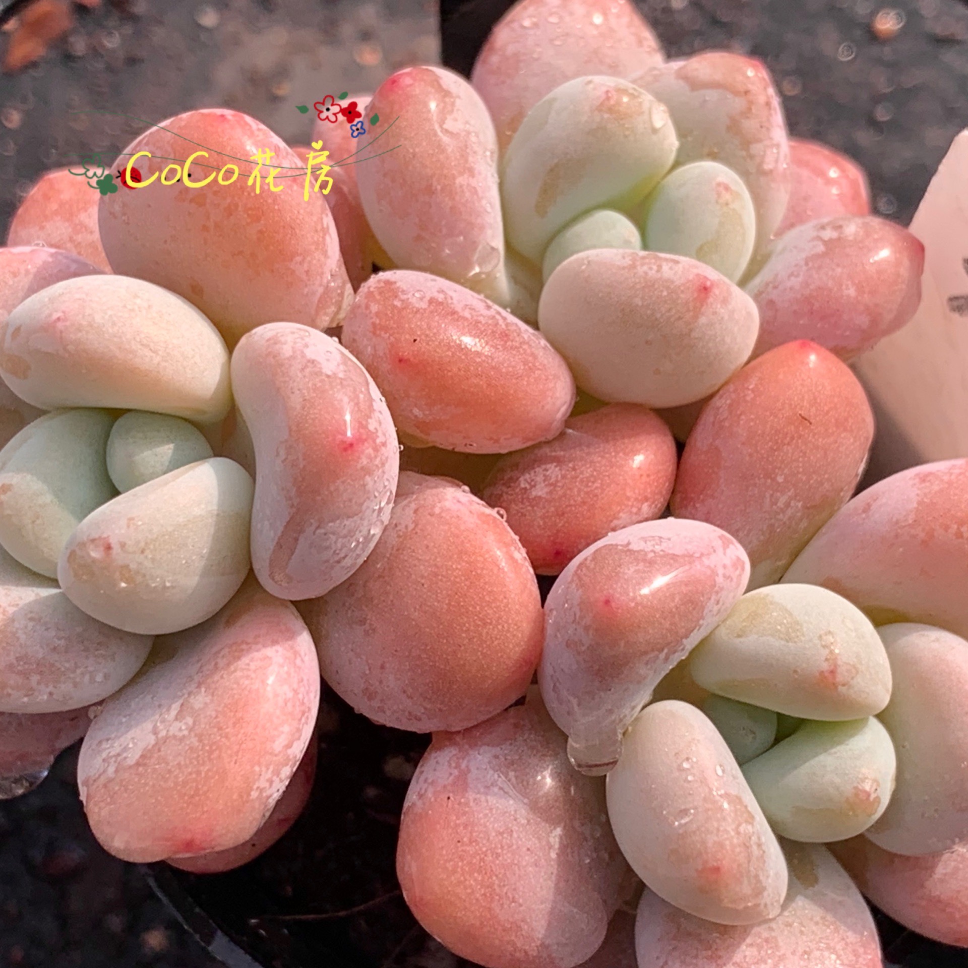 一物一拍彩虹洛神多肉 稀有品种 实图拍摄 CoCo花房