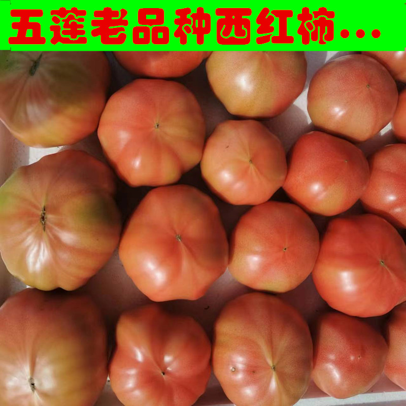 老人家自种番茄莱西本地西红柿无催熟不打药小时候味道健康老品种