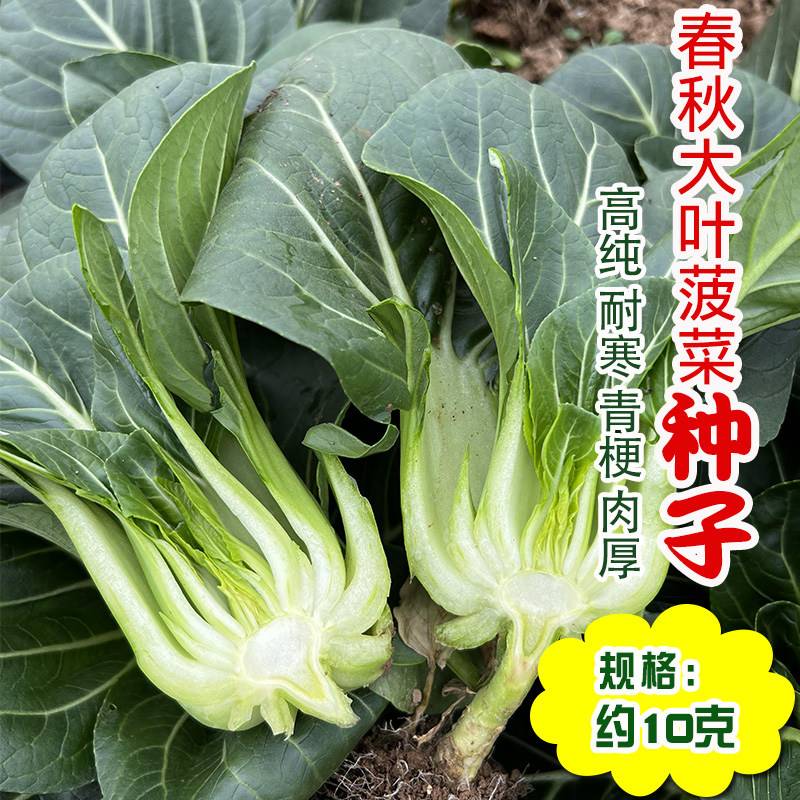 苏州青油菜种子 抗病耐热上海青小白菜种籽四季播蔬菜籽种孑