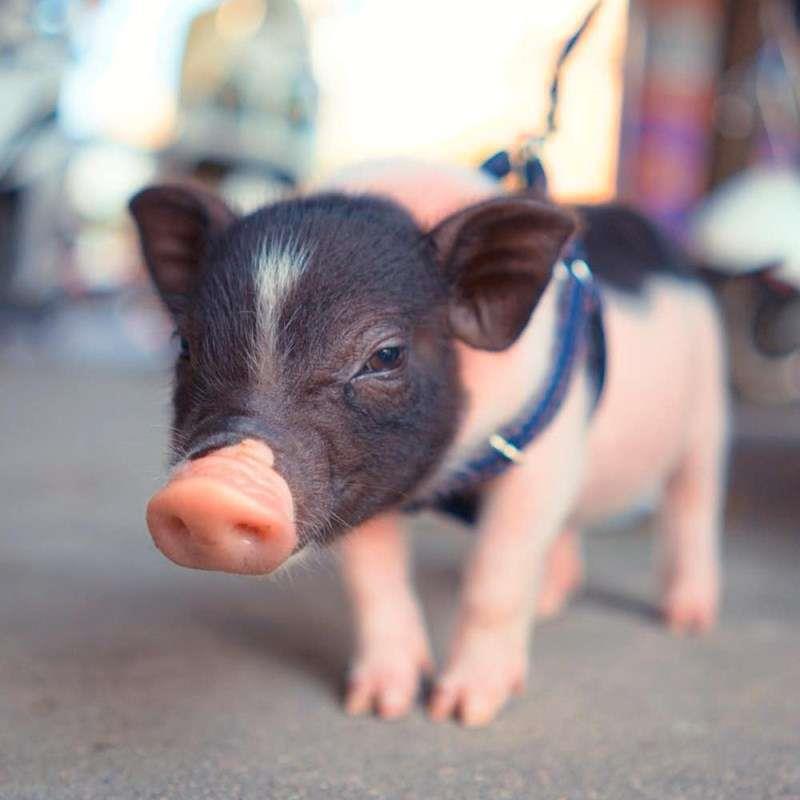 泰国小香猪宠物猪荷兰猪活体迷你宠物活物猪家养小型萌宠幼崽粉猪