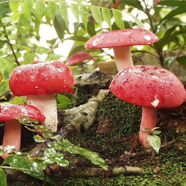 野生红蘑菇红椎菌 孕妇正宗广西浦北红菇干货100克香菇特产非福建