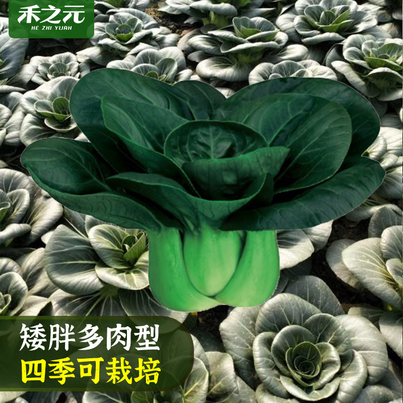 苏州青油菜种子大全小白黑油上海青蔬菜籽四季正宗秋冬季种孑农家