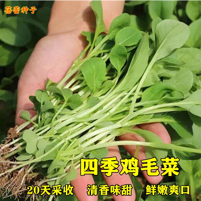 四季鸡毛菜种子速生小白菜上海青种籽阳台盆栽蔬菜种孑油菜青菜籽