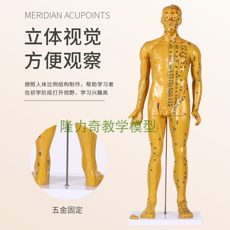 新品80CM铜色人体针灸模型经络穴位中医全身十二铜人模特练习小皮