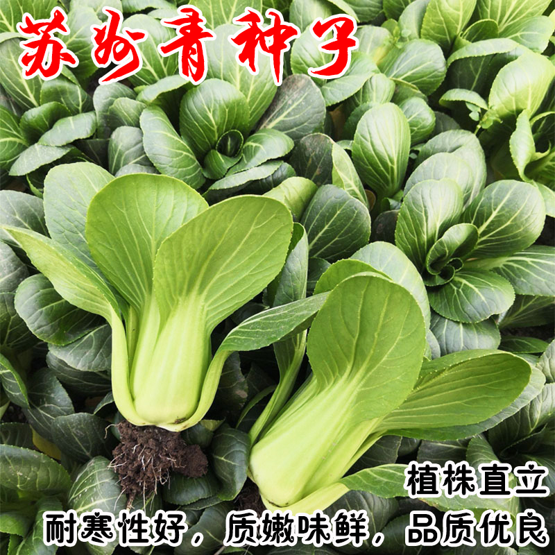 苏州青种子油菜种籽黑美人青梗菜菜籽大棵小青菜蔬菜孑上海青大全