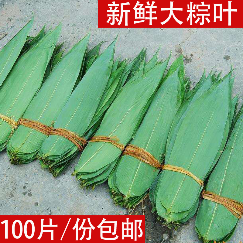 现新款中国大陆江西省摘包的大新鲜粽叶粽子叶100张竹棕叶免邮