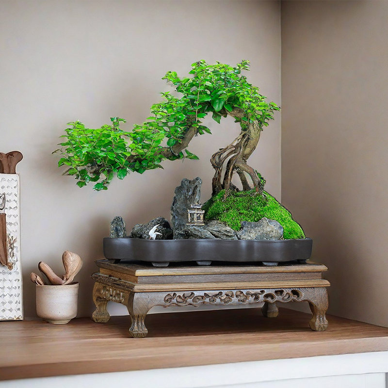 小叶雀梅树桩造型假山盆景植物老桩办公室内客厅绿植桌面盆栽好养