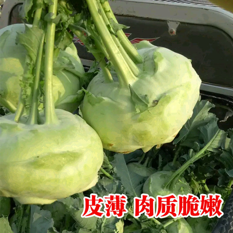 天津青苤兰种子紫苤蓝高产蔬菜农家大田易种蔬菜种籽芥兰头芥蓝