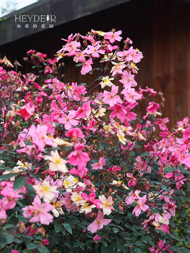 蝴蝶中国古老变色月季盆栽苗四季开阳台庭院丰花植物