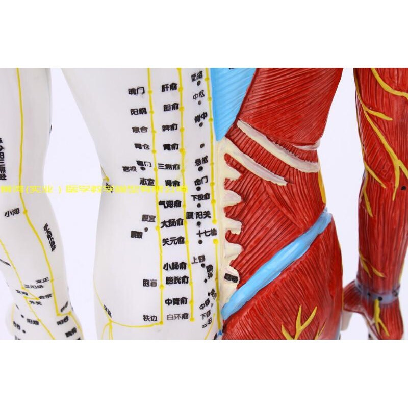 推荐超清晰60 85CM人体针灸模型 半肌肉骨骼内脏模型中医经络穴位