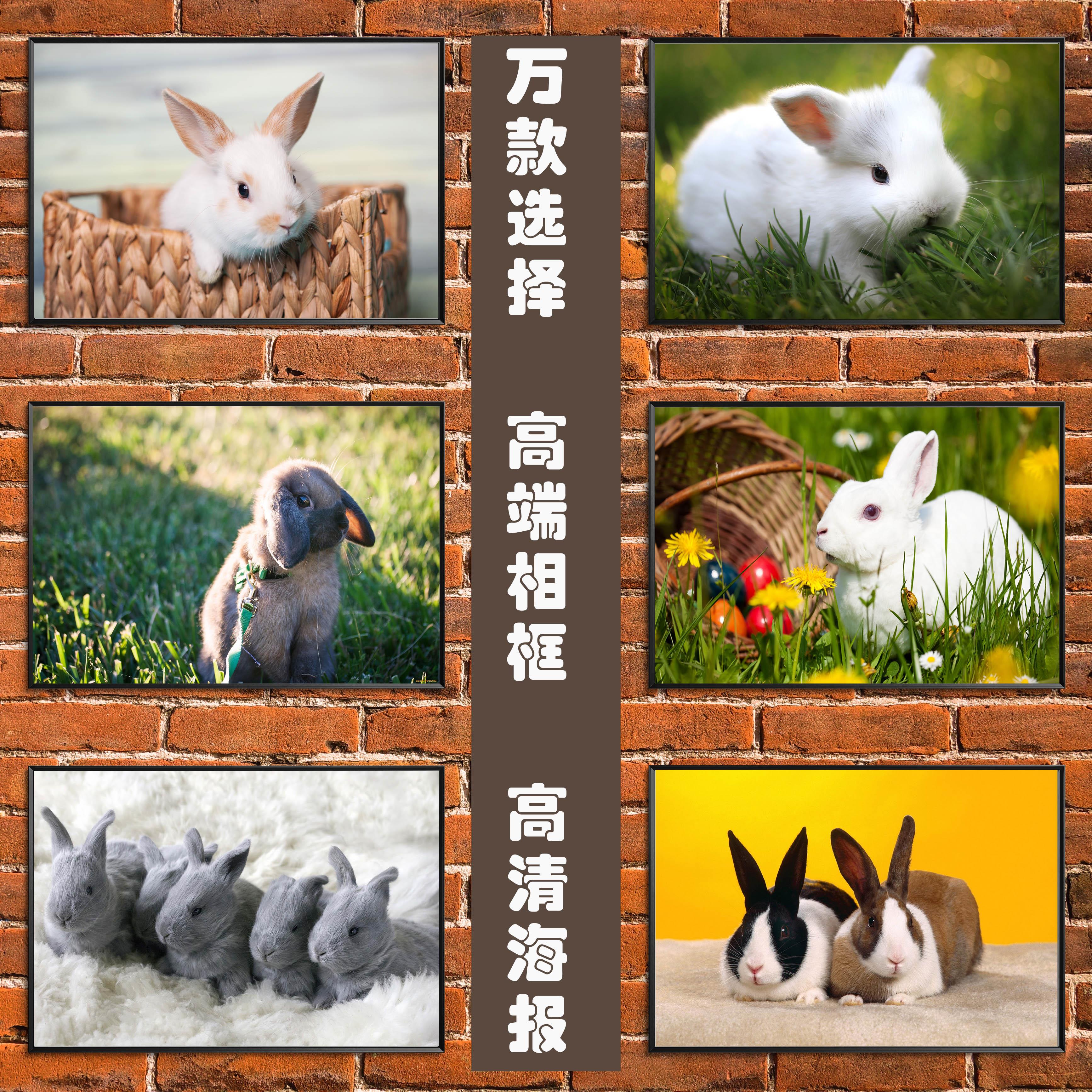 小兔子海报图案可爱的动物儿童房早教科普相框墙装饰画贴图壁画