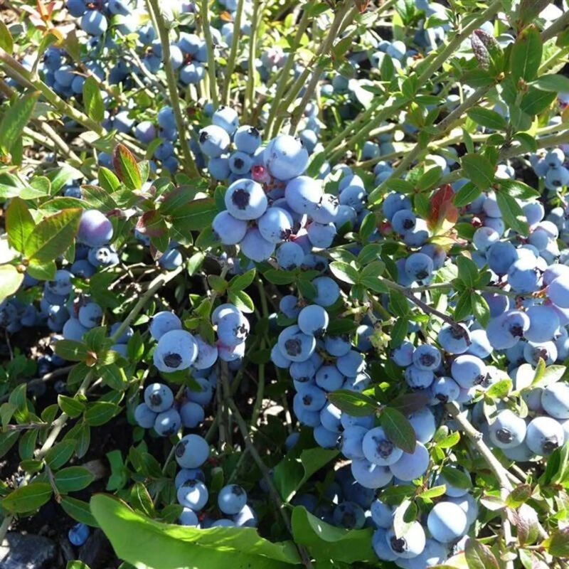 东北耐寒蓝莓美登特大树苗蓝莓成品树当年结果黑龙江盆栽地栽