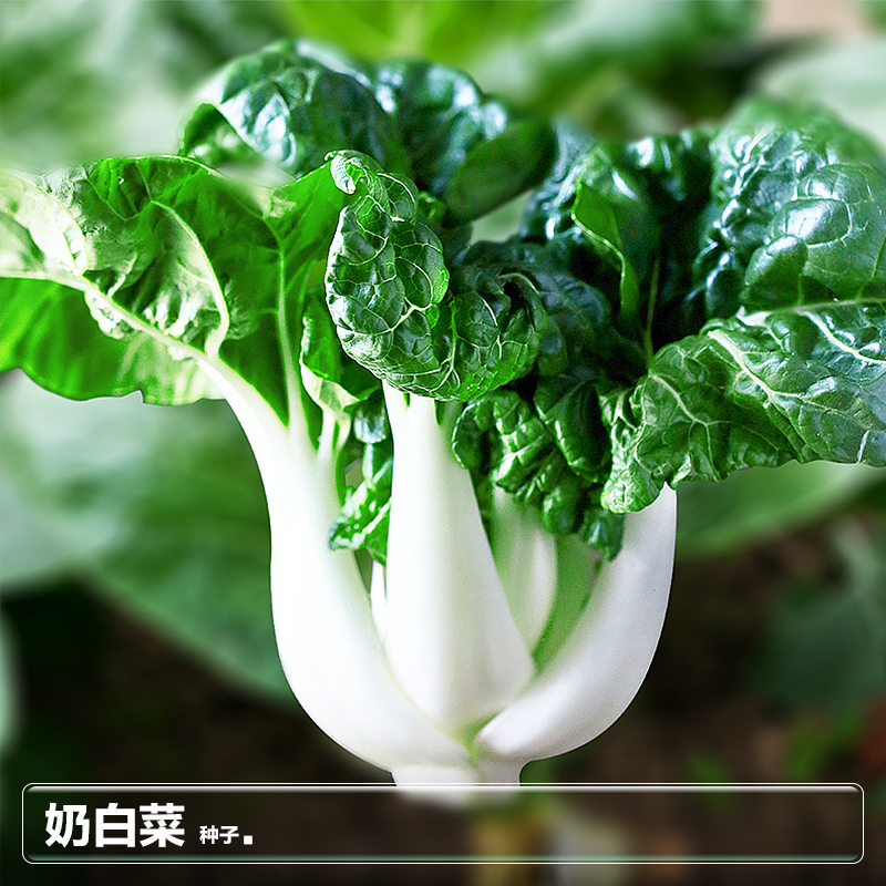 奶白菜种子小白菜上海青菜秋季四季盆栽蔬菜种籽南方播种孑苗大全