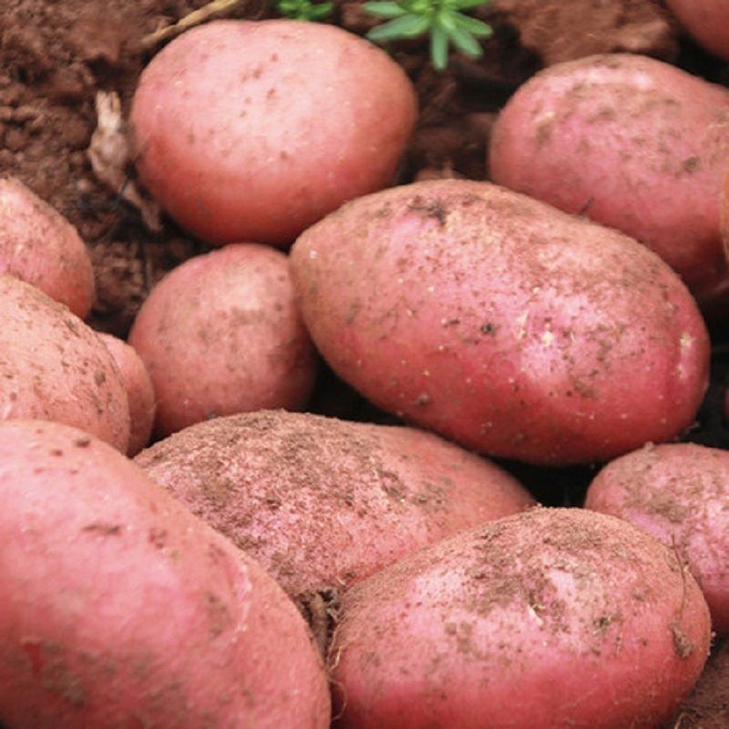 云南红皮小土豆农家3/5/9斤包邮新鲜现挖高山马铃薯当季蔬菜洋芋