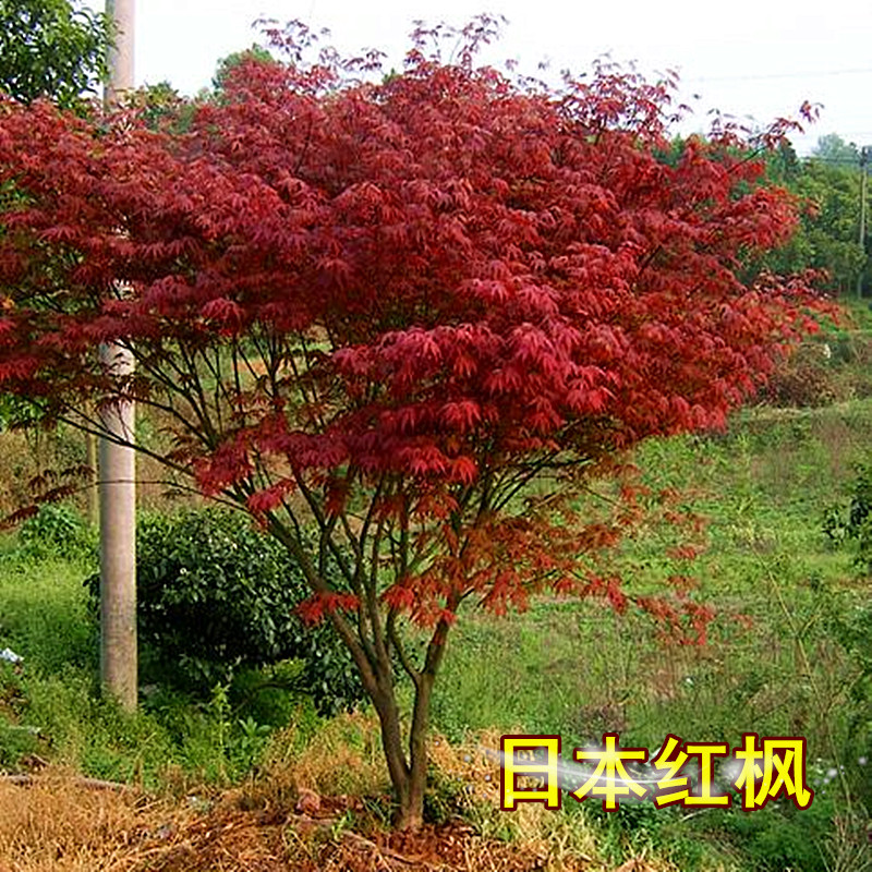 美国红枫树苗日本枫树小苗中国红舞姬三季红庭院景观绿化苗黄金枫