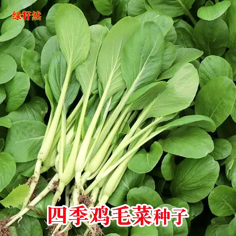 四季鸡毛菜种子种籽小白菜青菜种籽种上海青蔬菜种子夏季菜籽大全