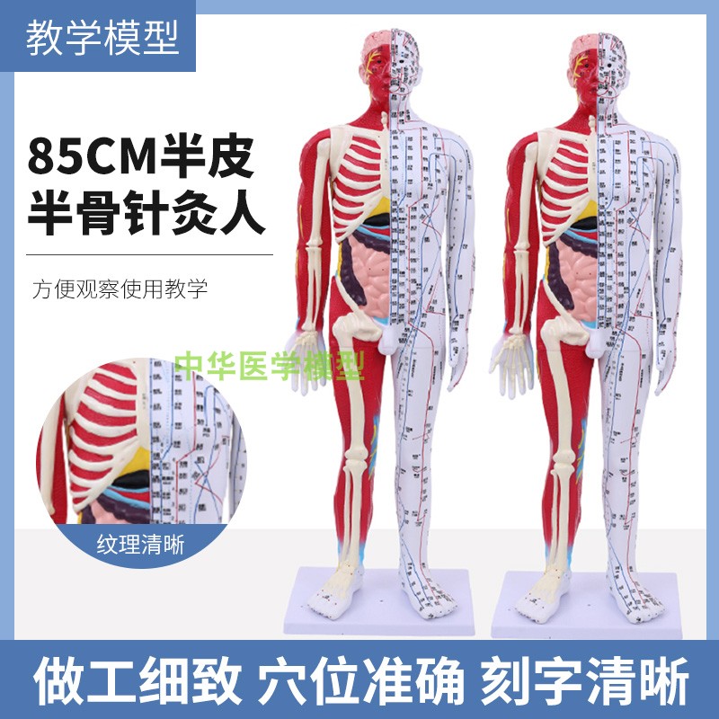 60 85cm半皮半肌肉骨骼内脏z教学模型 中医针灸人体经络穴位模型
