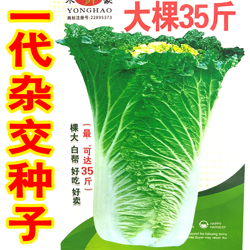 35斤东北酸菜王大白菜籽大全菜种子北方秋季白菜种子大全冬储耐寒