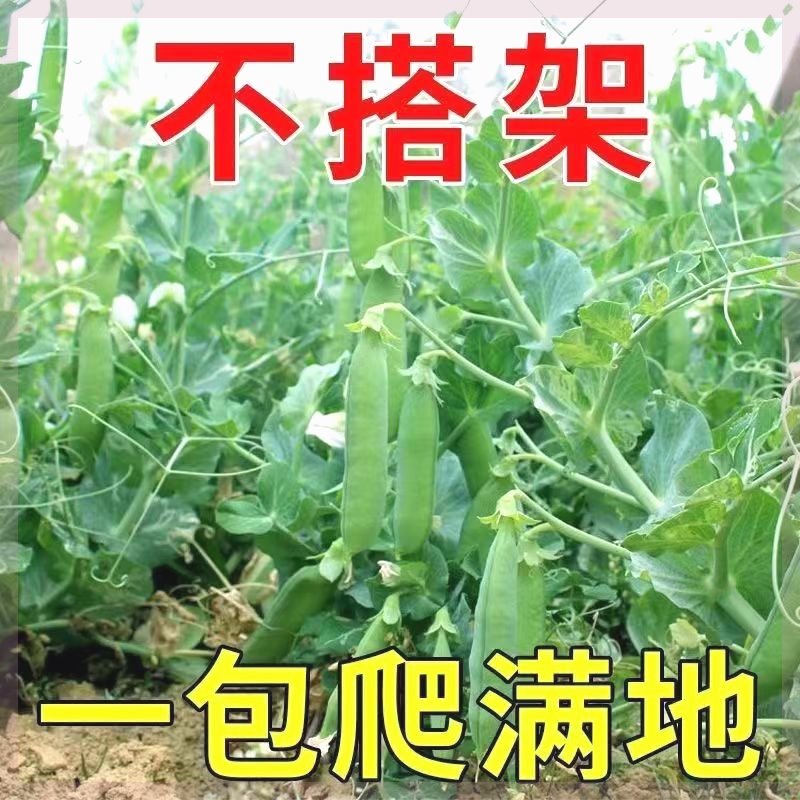 软荚荷兰豆种子春夏四季播种大荚菜豆豌豆豆角种籽农家蔬菜种籽